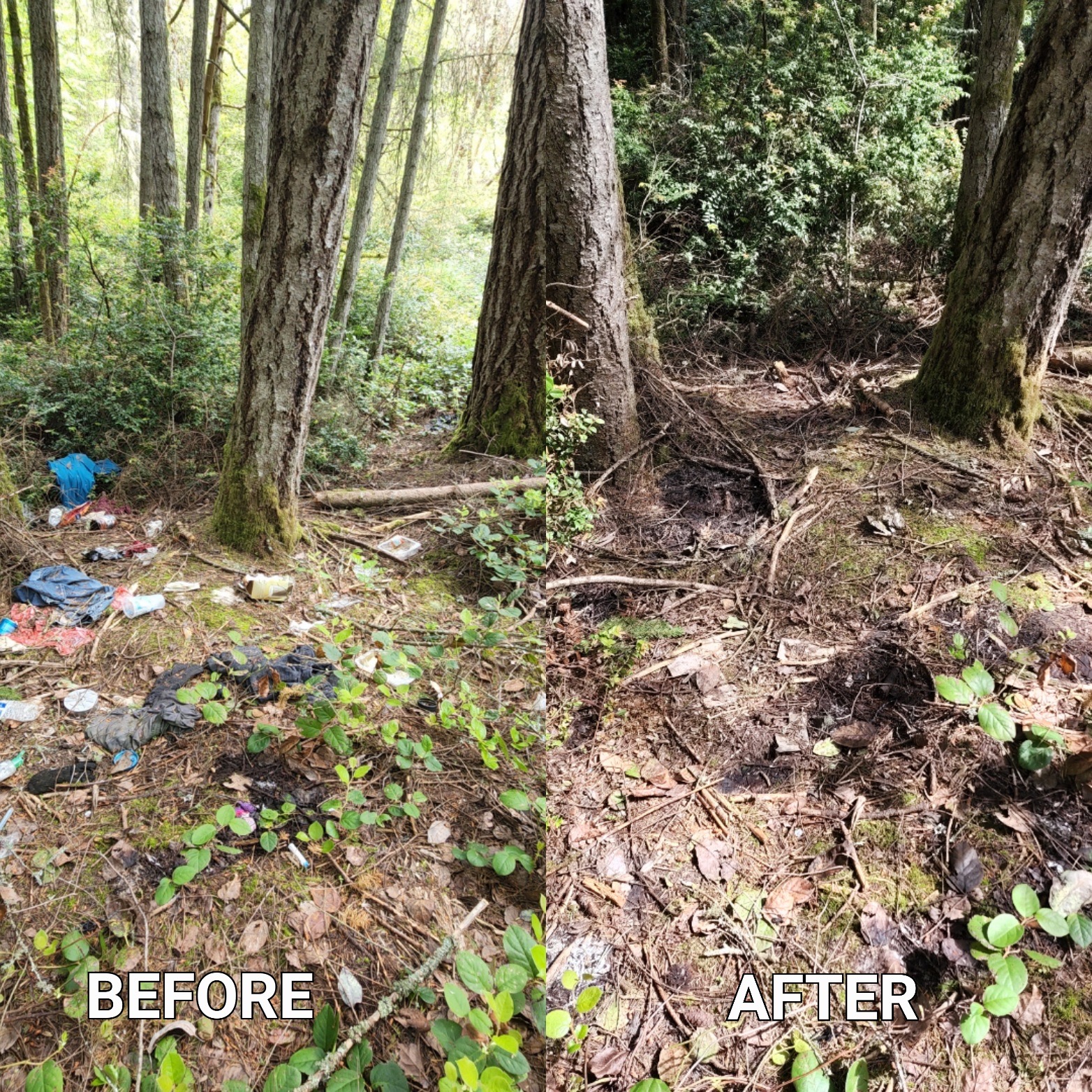 Kitsap REALTORS4 cleaning up homeless encampment